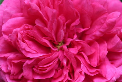 Close-up of pink rose