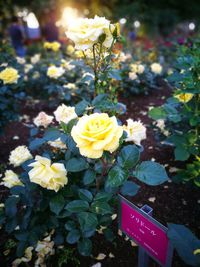 Close-up of yellow flowers blooming outdoors