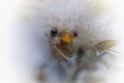 Close-up of bird