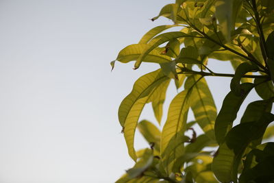 Low angle view of leaves against clear sky