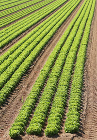 Scenic view of agricultural field