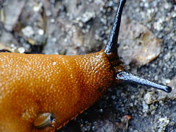 Close-up of a lizard