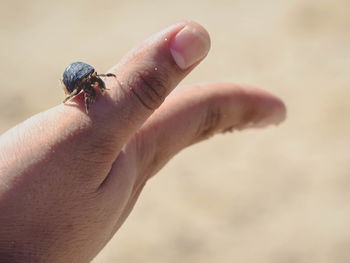 Close-up of insect on hand