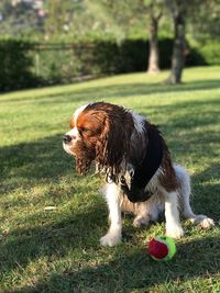 Dog sitting on grass