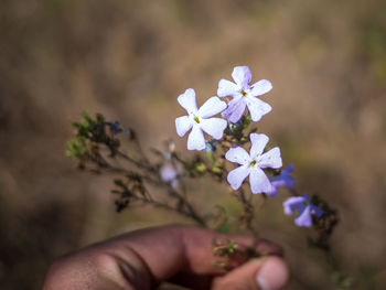 Close-up of flowers against blurred background