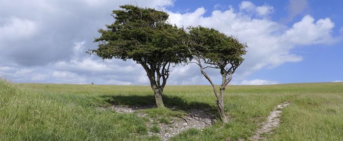 Tree on field against sky