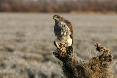 Close-up of bird perching