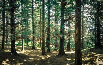 Trees in forest