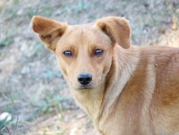 Close-up portrait of dog on field