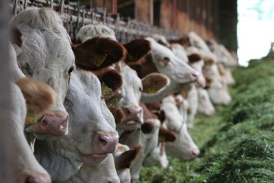 Close-up of calves at shed