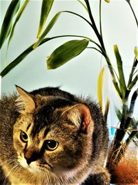 Close-up of a cat