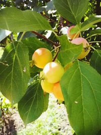 Close-up of fruits on tree