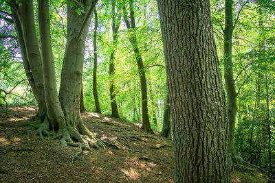 View of trees in forest