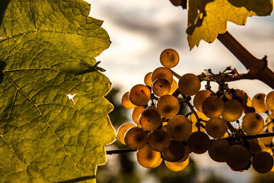 Low angle view of fruits hanging on tree