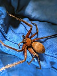 Close-up of spider