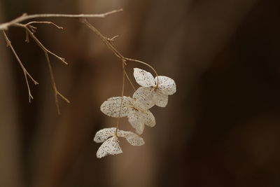 Close-up of spider web