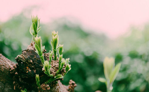 Close-up of flowering plant on field