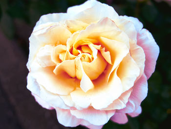 Close-up of rose flower