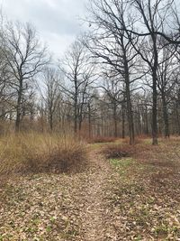 Bare trees on field during autumn