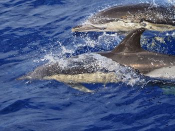 Dolphins swimming in sea