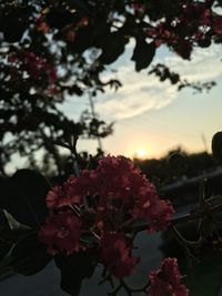 Close-up of pink flowers