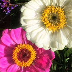 Close-up of daisy blooming outdoors