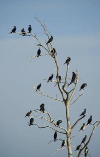 Low angle view of birds perching on tree