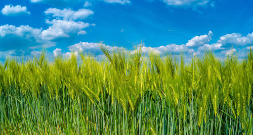 Crops growing on field against sky