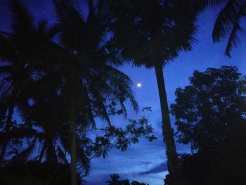 Low angle view of silhouette palm trees against sky at night