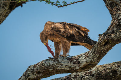 Tawny eagle on branch rips prey apart