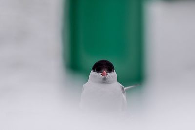 Close-up of bird perching