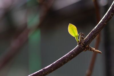 Close-up of bird perching on branch