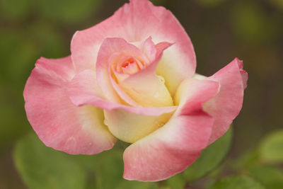 Close-up of pink rose