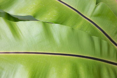 Close-up of green leaf