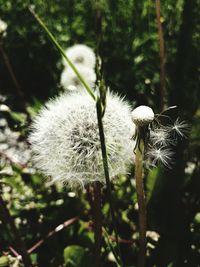 Close-up of dandelion flower