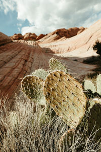 Close-up of cactus growing on field against sky