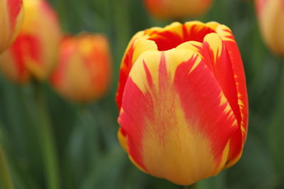 Close-up of red tulip