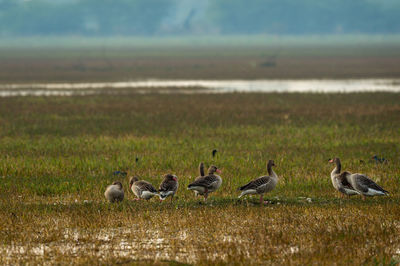 Flock of birds on field