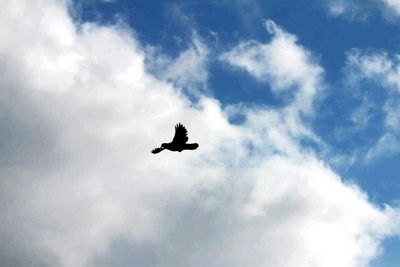 Low angle view of birds flying against cloudy sky