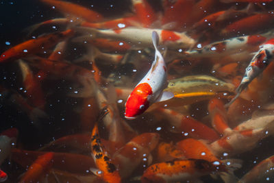 High angle view of koi carps swimming in water