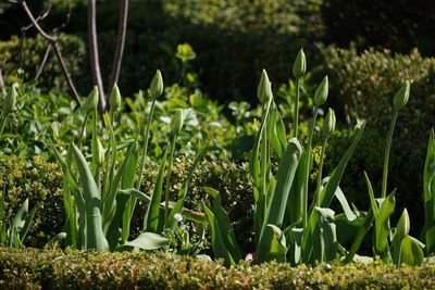 Close-up of plants growing on field