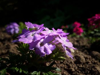 Close-up of purple flowers blooming outdoors