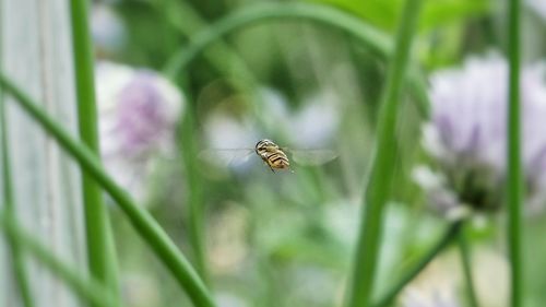 Close-up of bee on flower