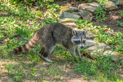 A young raccoon out during the day looking for food around the yard in summer close up