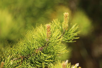 Close-up of pine tree