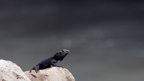 Close-up of lizard on rock