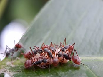 A group of ants