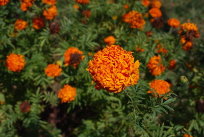 Close-up of orange marigold flowers