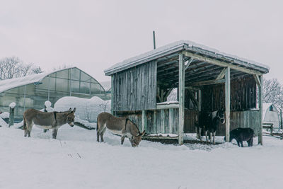 View of a horse on snow covered field