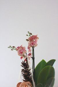 Close-up of pink flowers against sky